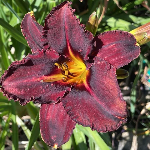 Hemerocallis Blue Magic