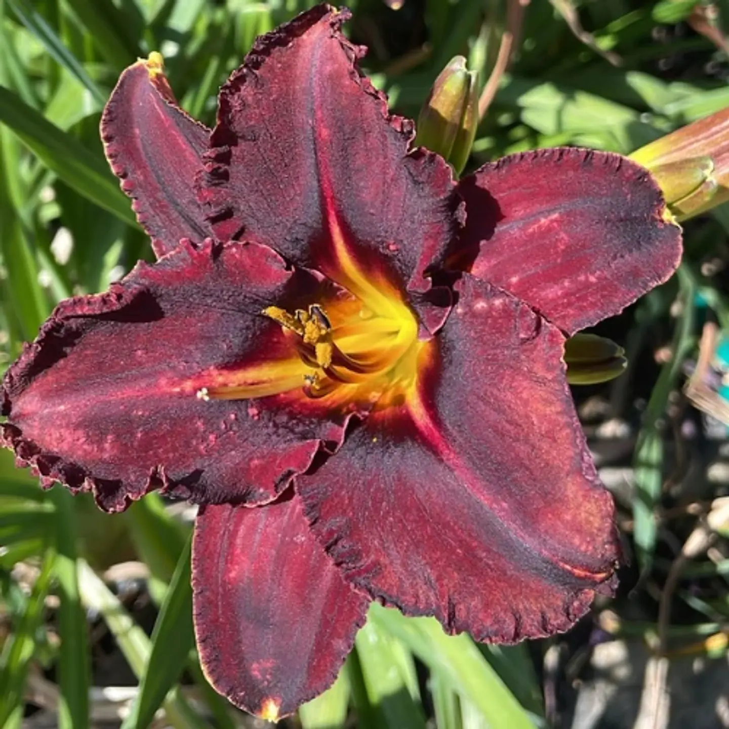 Hemerocallis Blue Magic 1