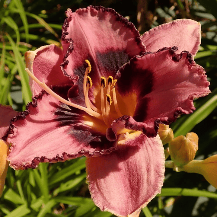 Hemerocallis Edge of Darkness  1
