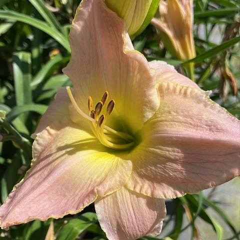 Hemerocallis City Lights