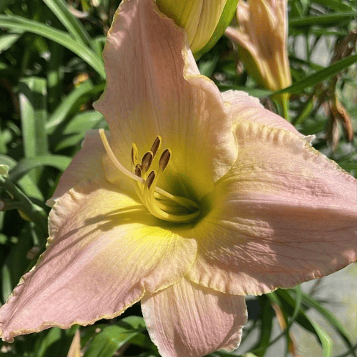 Hemerocallis City Lights 1