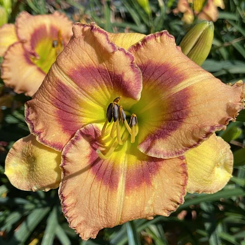 Hemerocallis Fruity Kiss