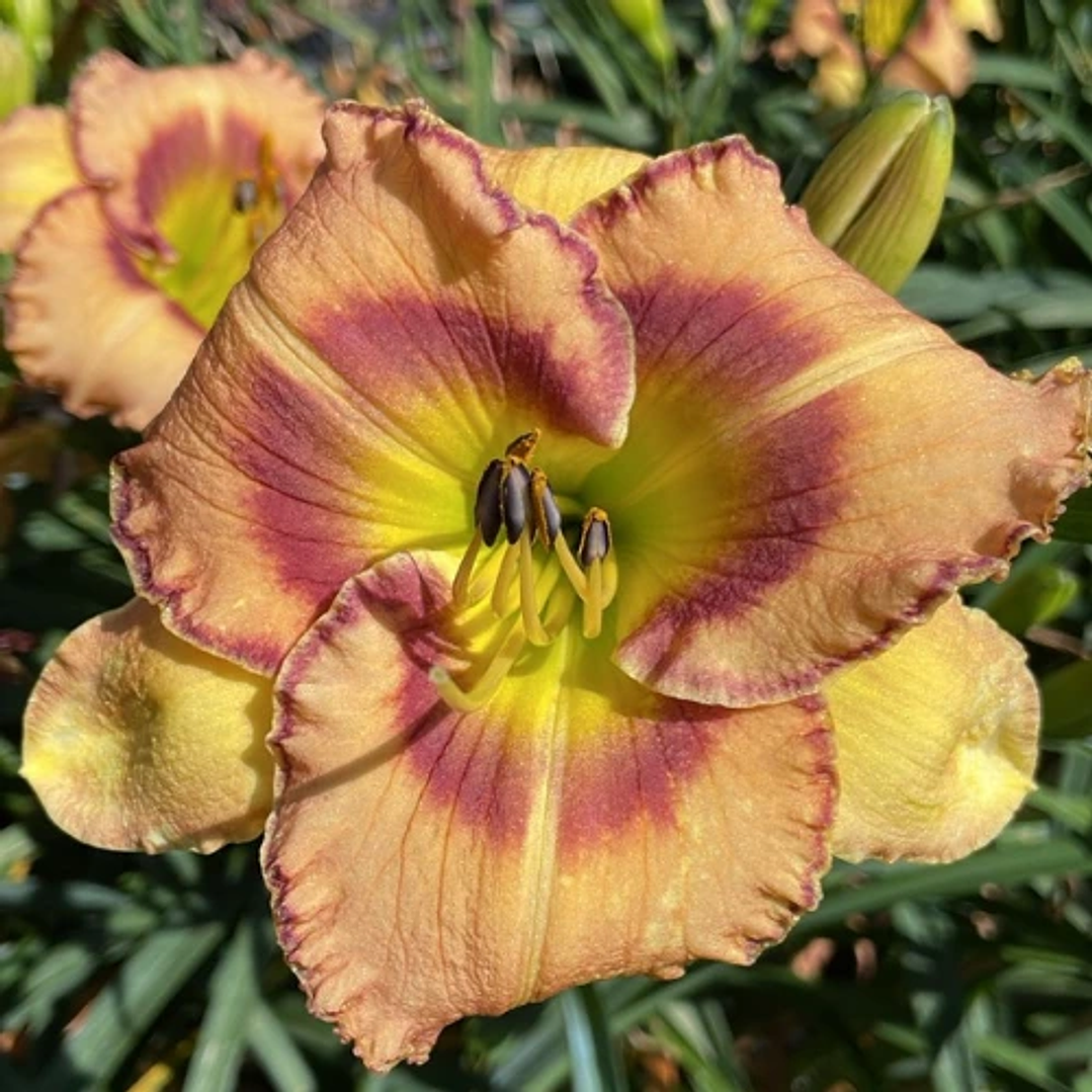 Hemerocallis Fruity Kiss 1