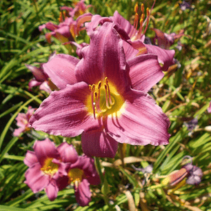 Hemerocallis Elegant Candy