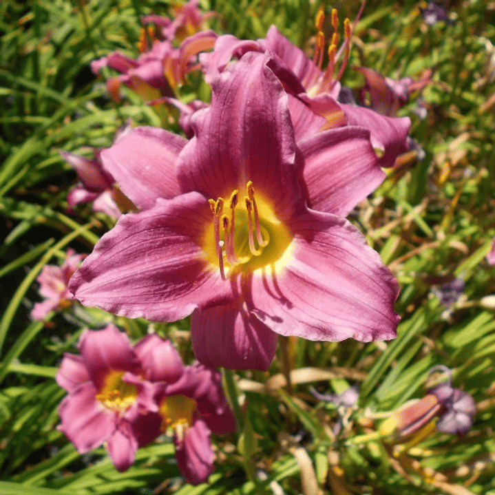 Hemerocallis Elegant Candy 1