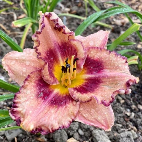 Hemerocallis Royal Braid