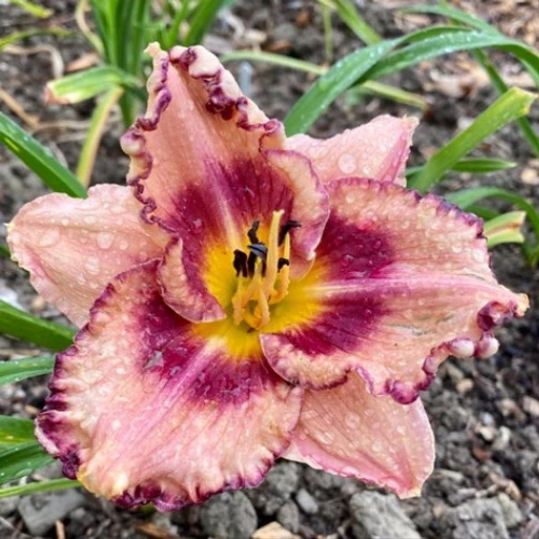 Hemerocallis Royal Braid 1
