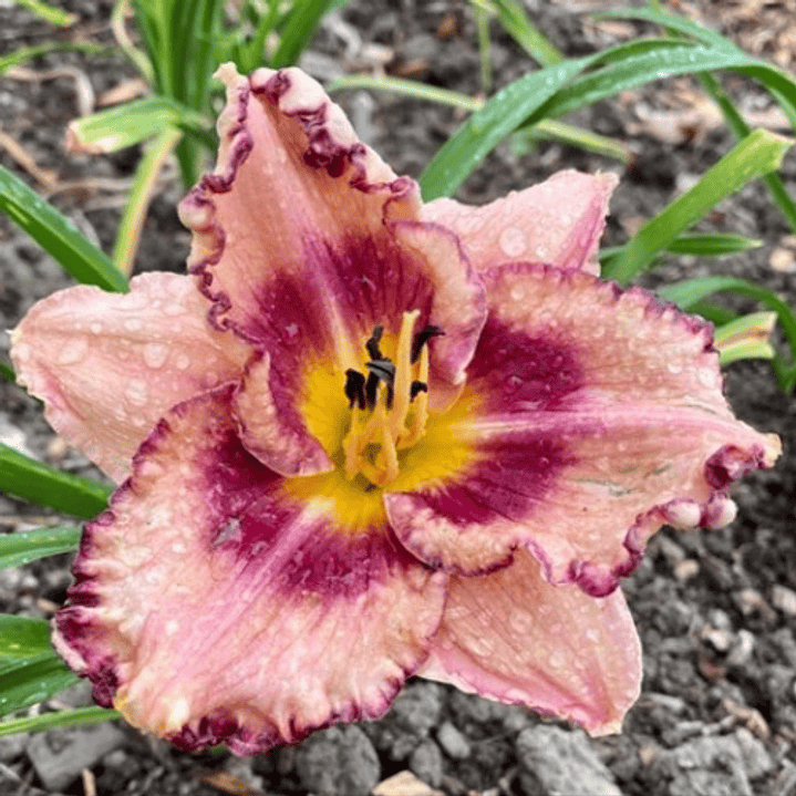 Hemerocallis Royal Braid 1