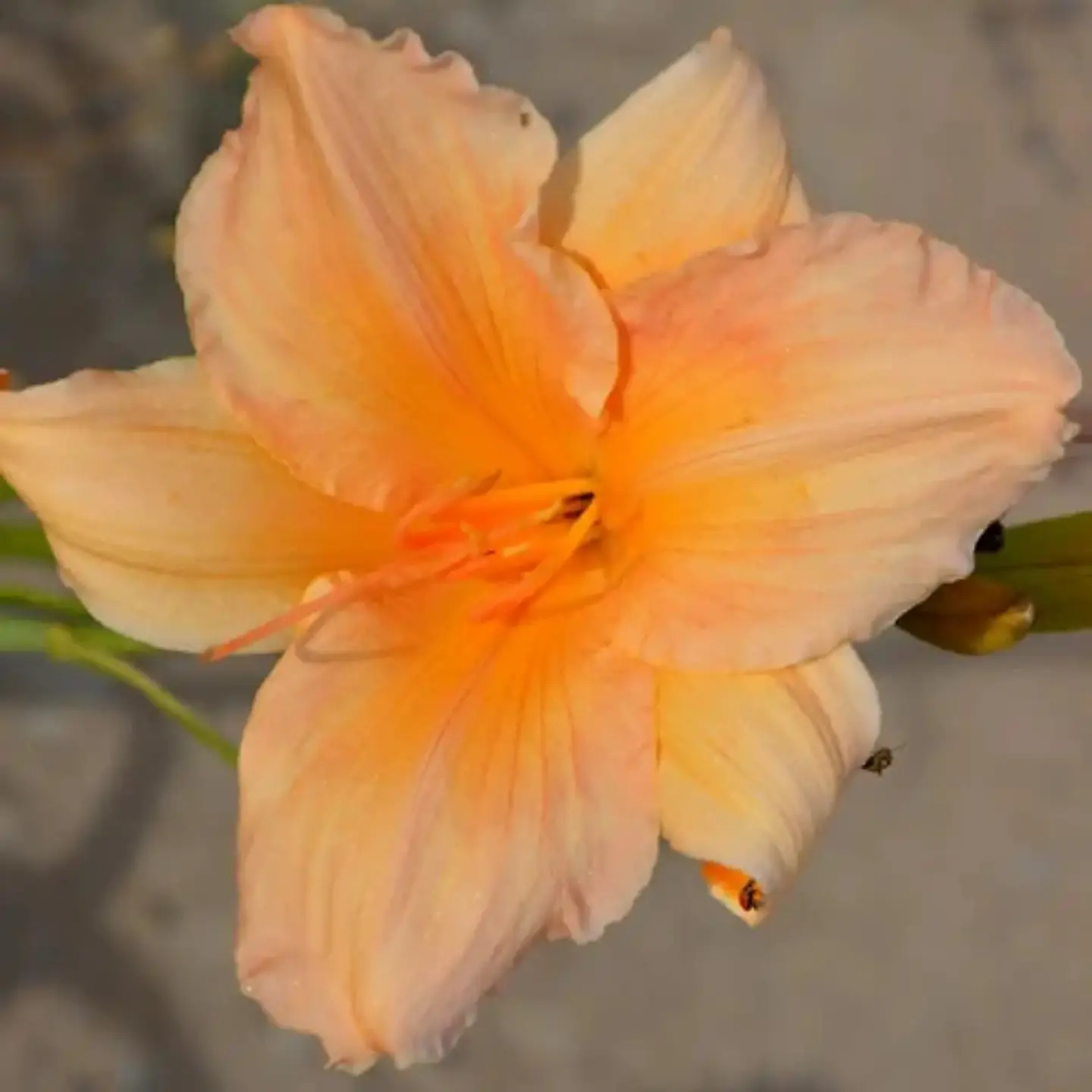 Hemerocallis Toyland 1