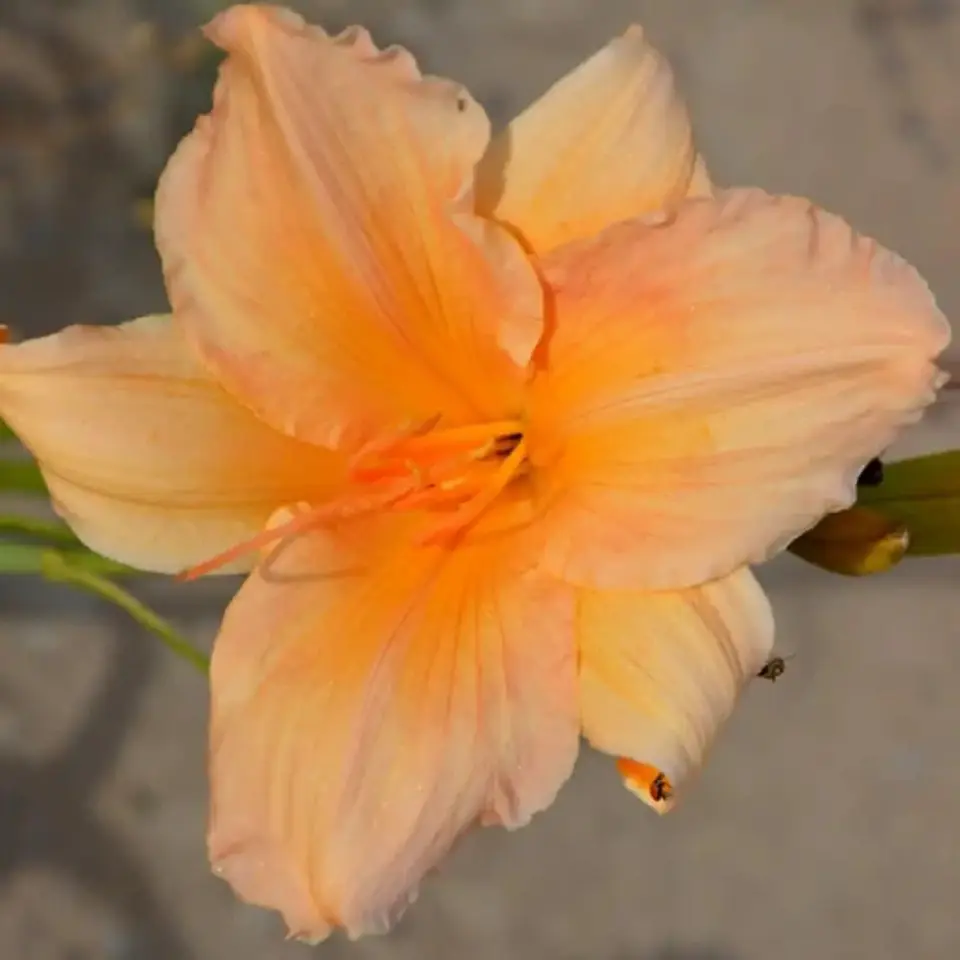 Hemerocallis Toyland 1