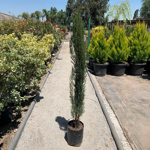 Ciprés columnar