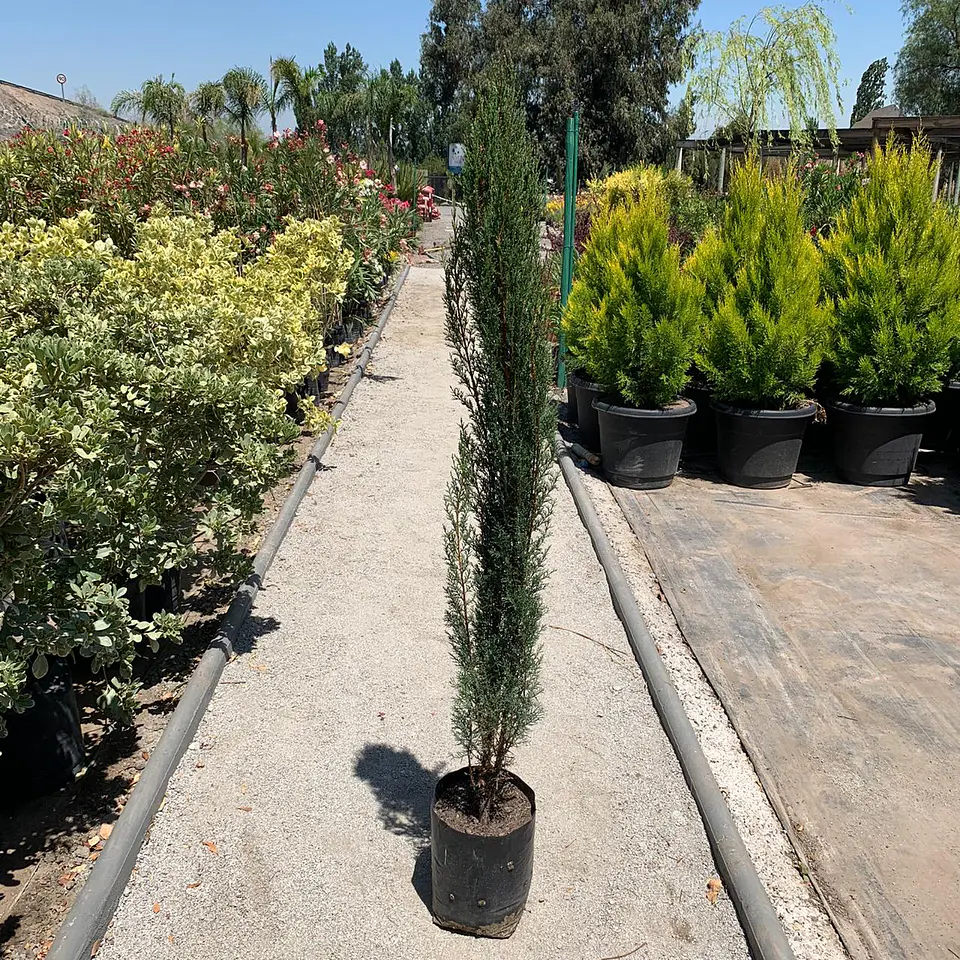 Ciprés columnar 2