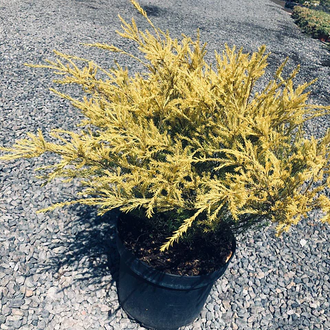 Diosma