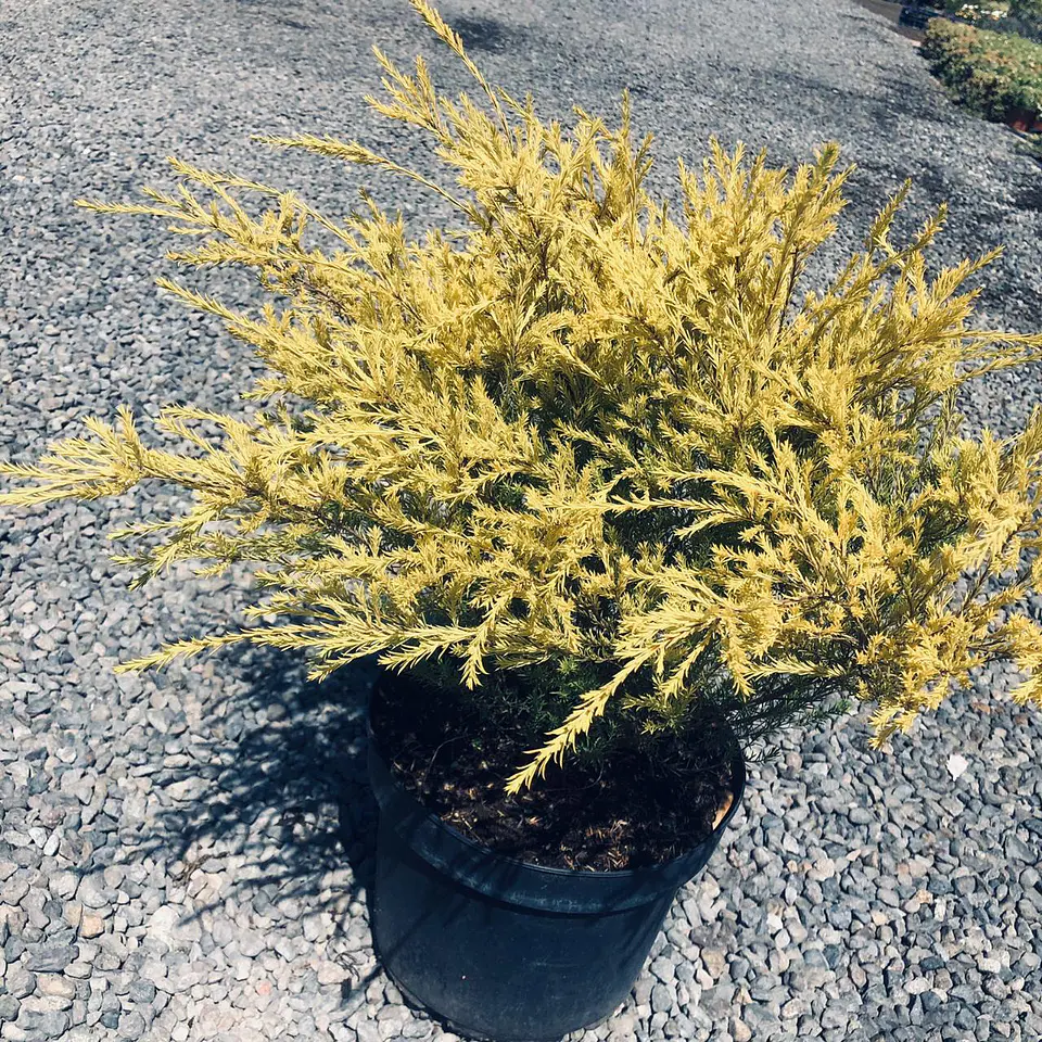 Diosma 1