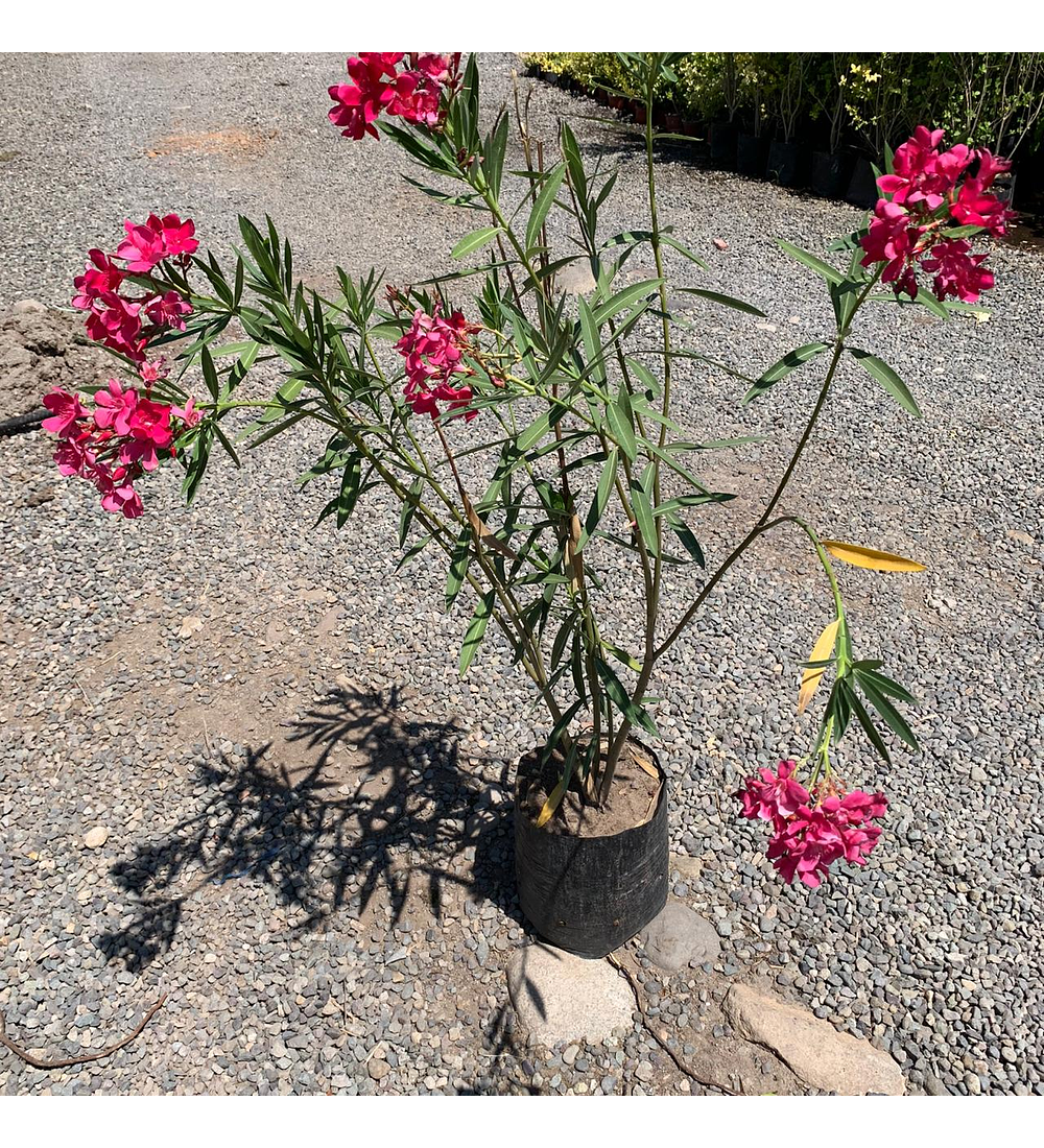 Laurel de flor rosado