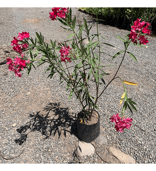Laurel de flor rosado