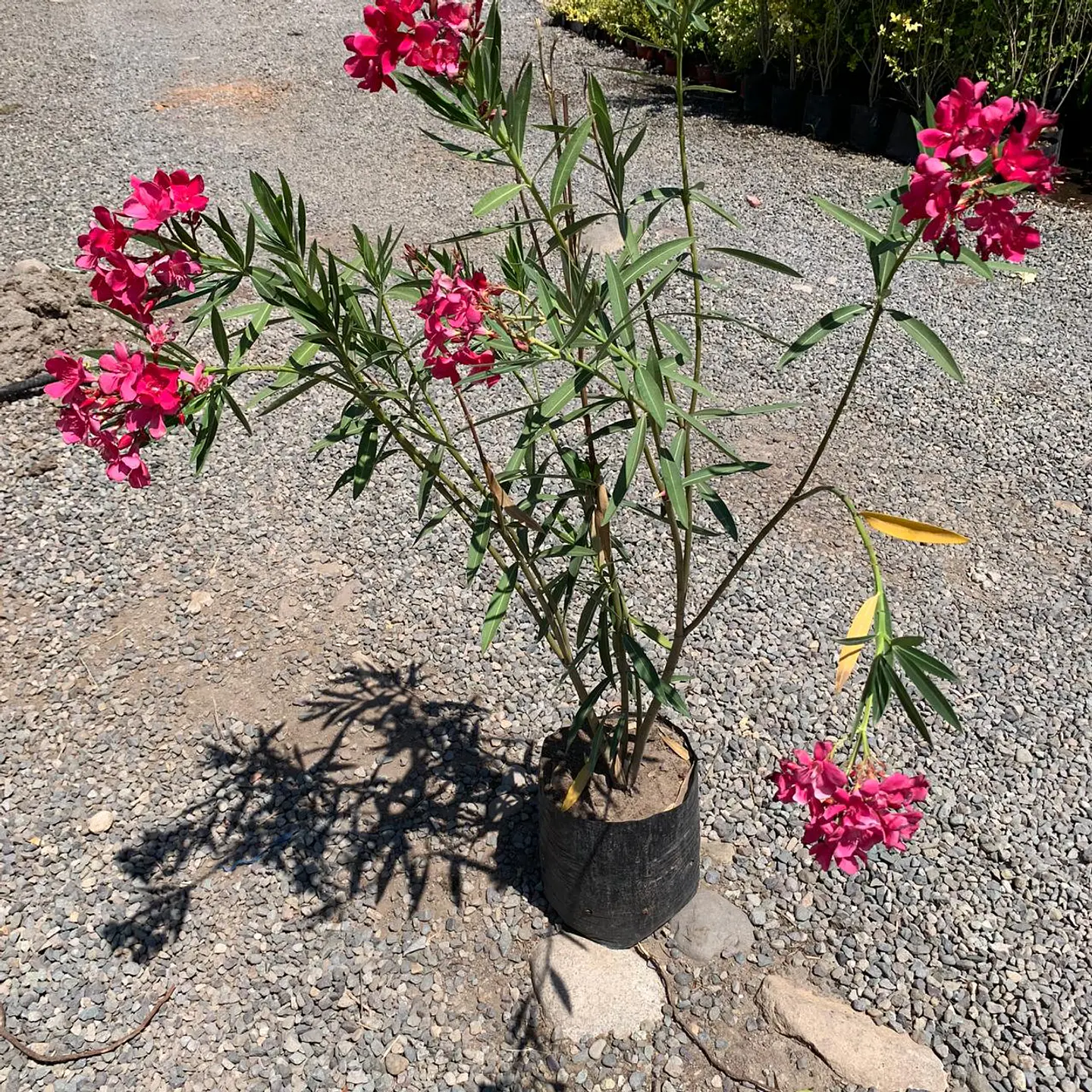 Laurel de flor rosado 1