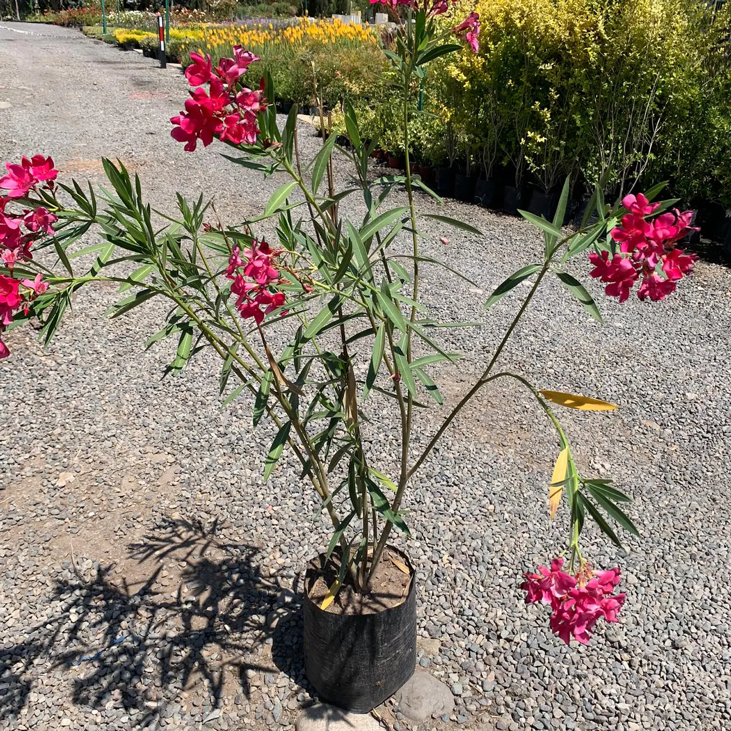 Laurel de flor rosado 3