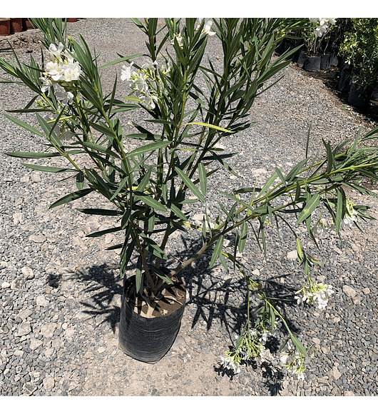 Laurel de flor blanca