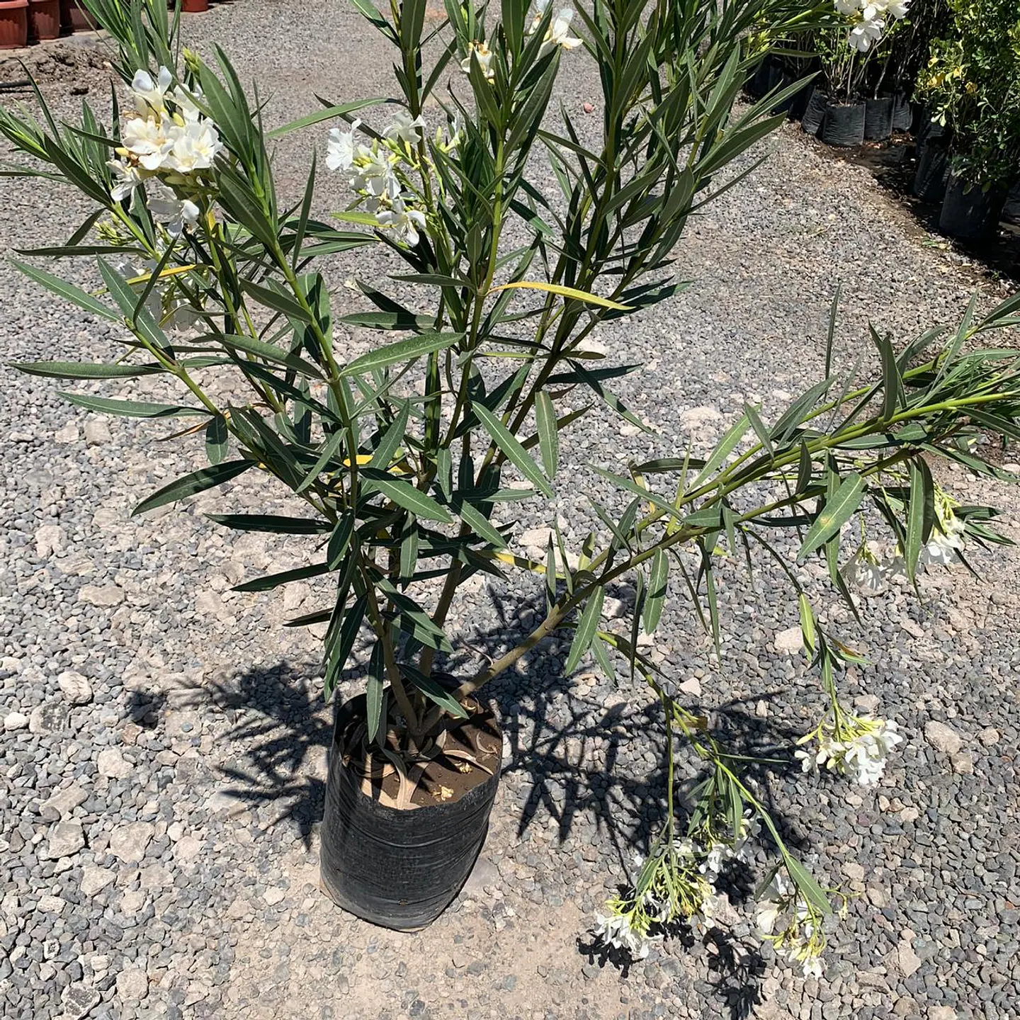 Laurel de flor blanca 1