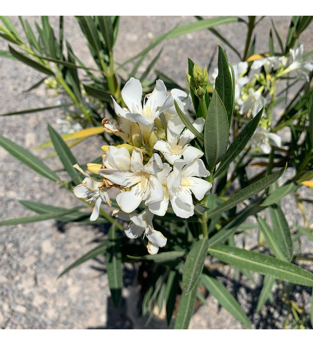 Laurel de flor blanca