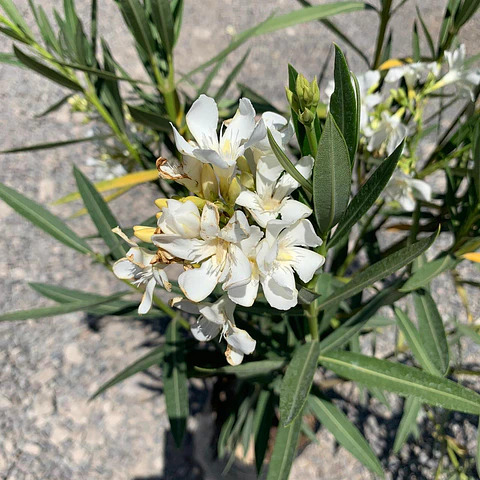 Laurel de flor blanca