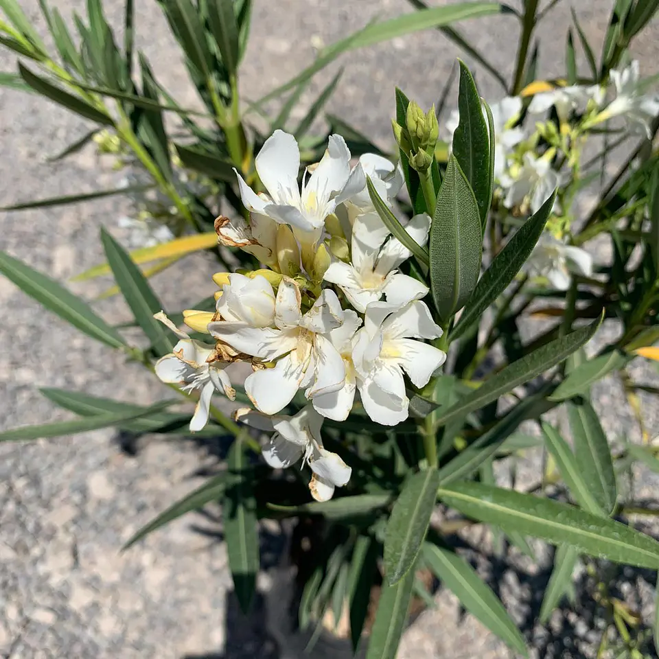 Laurel de flor blanca 2