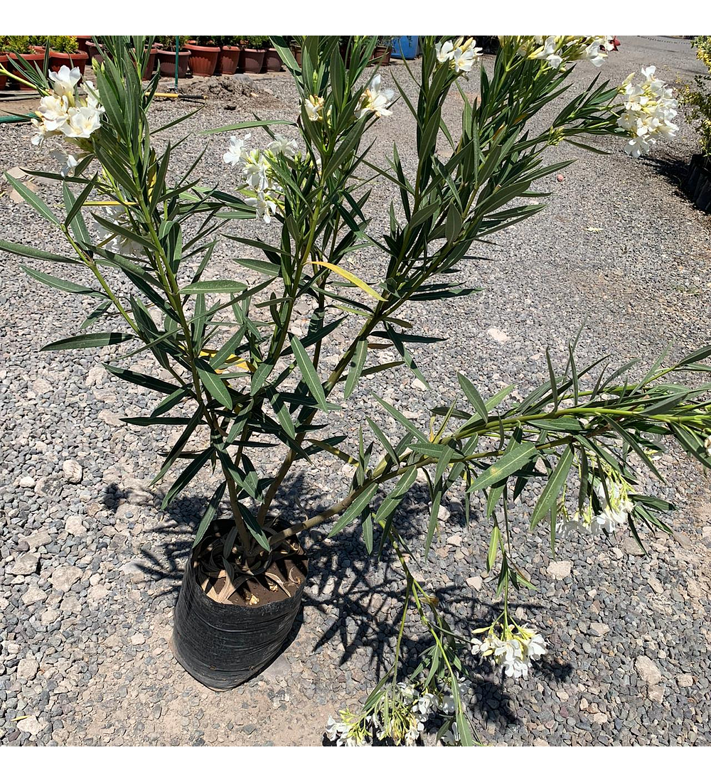 Laurel de flor blanca