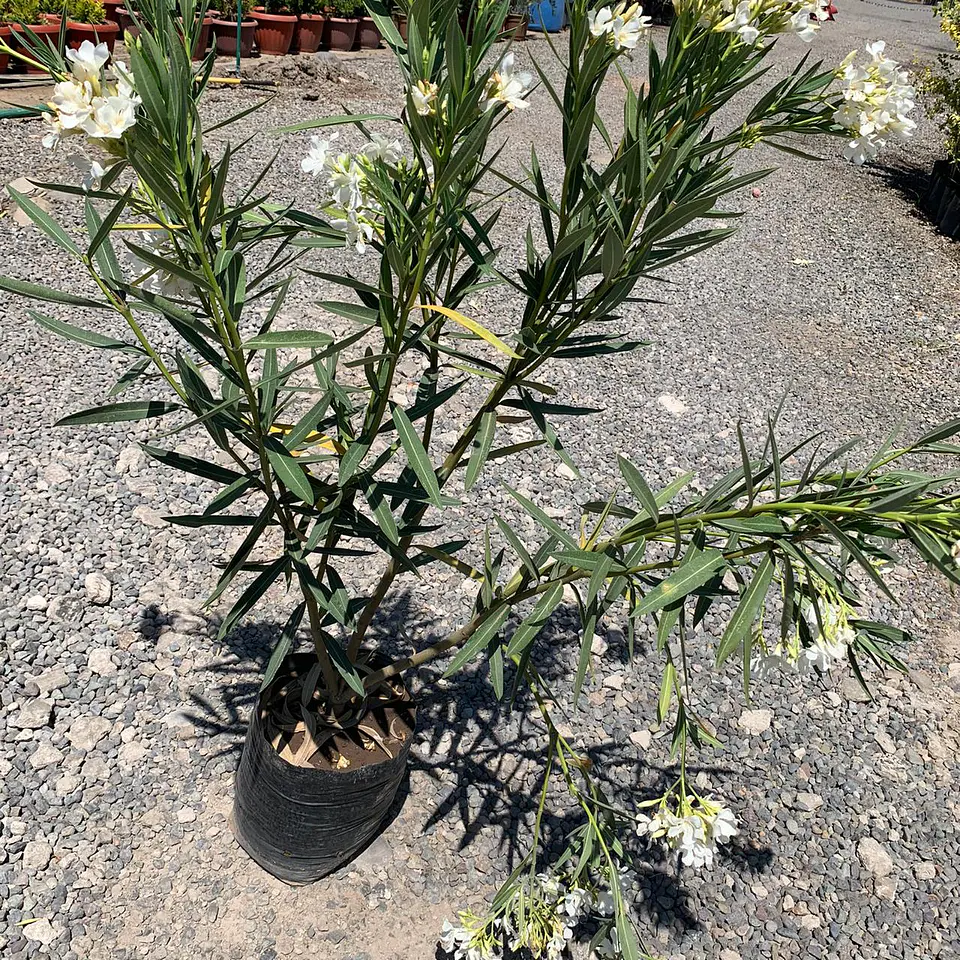 Laurel de flor blanca 3