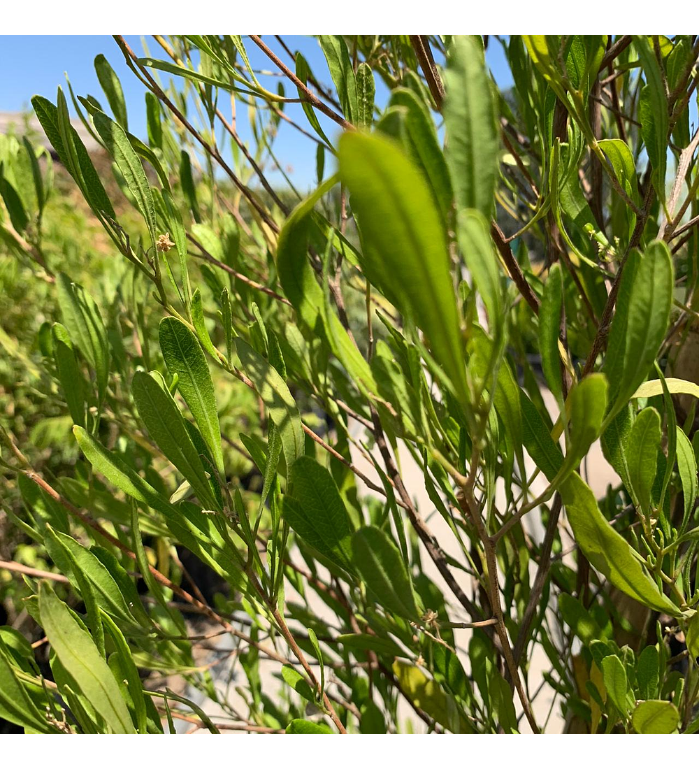 Stenocarpus verde