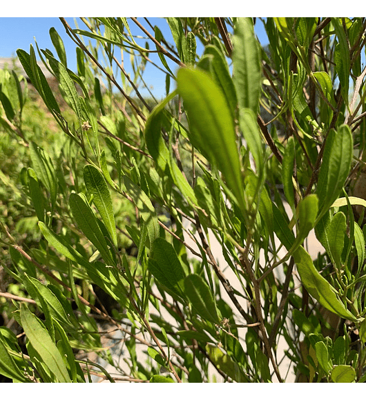 Stenocarpus verde