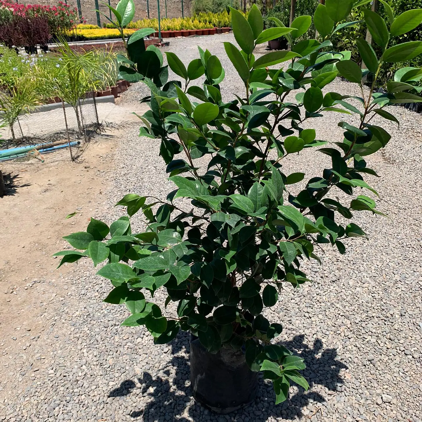 Camelia 3