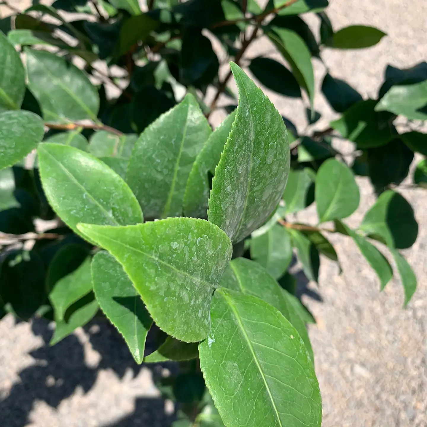 Camelia 4