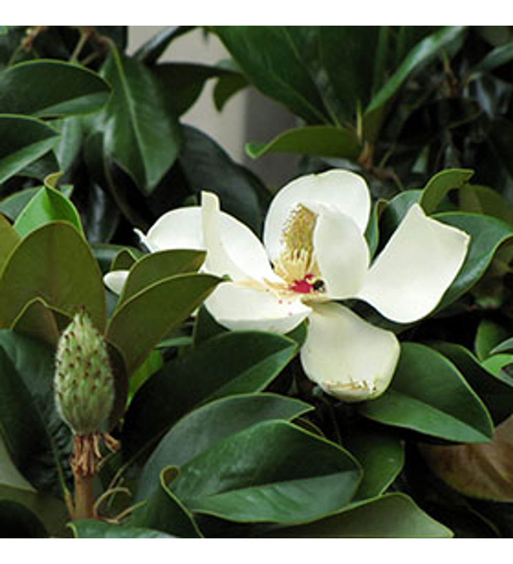 Magnolio grandiflora