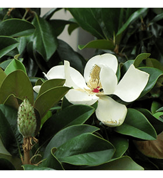 Magnolio grandiflora