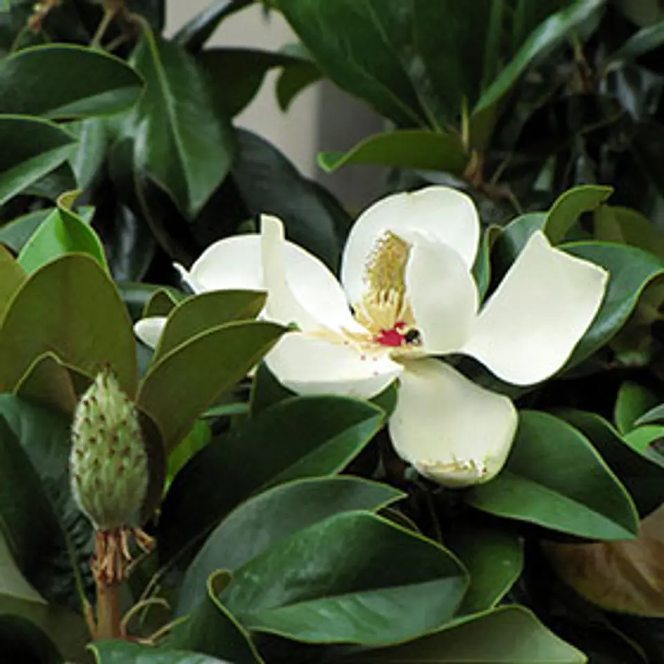 Magnolio grandiflora 1