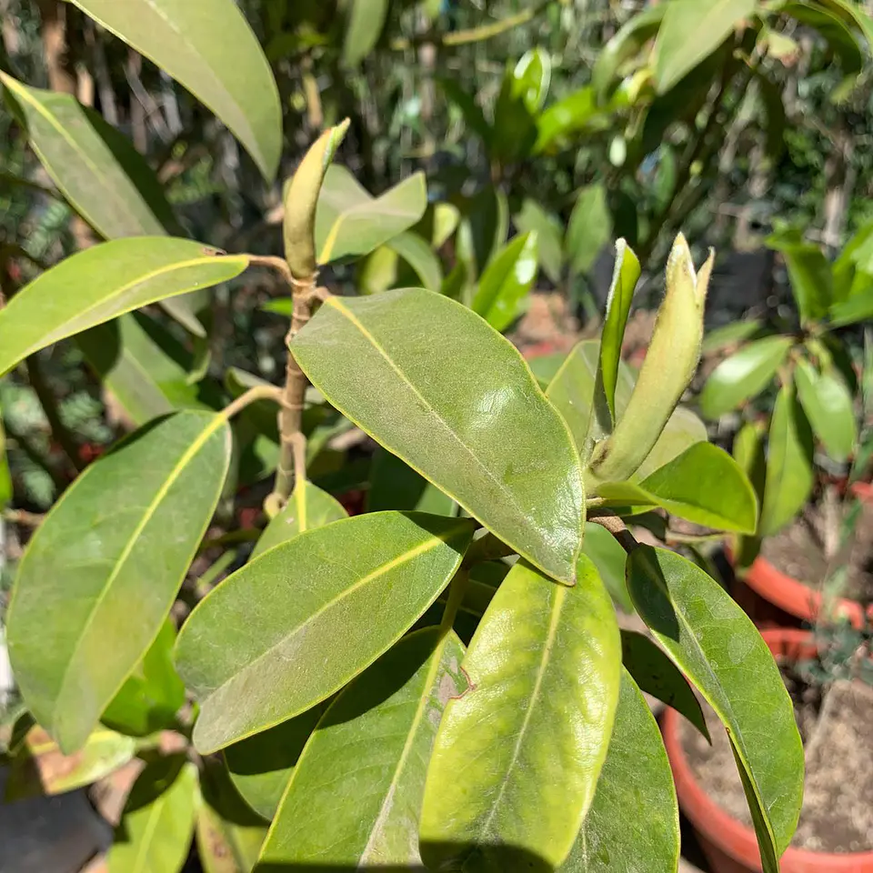 Magnolio grandiflora 3