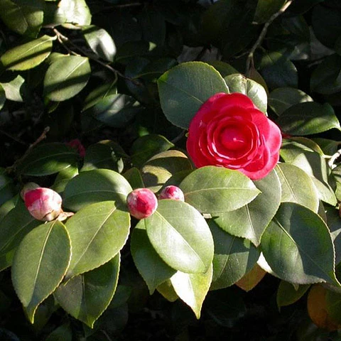 Camelia