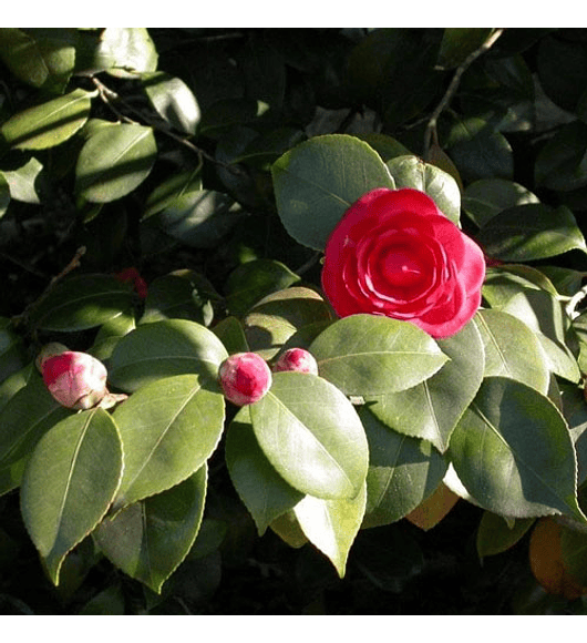 Camelia