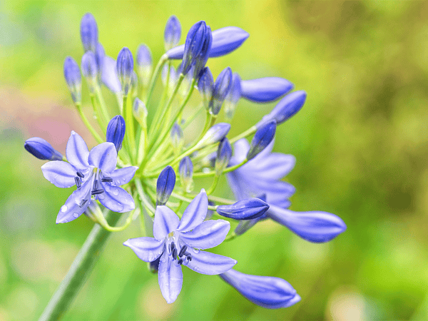 ¿Cómo cuidar tus Agapantos?