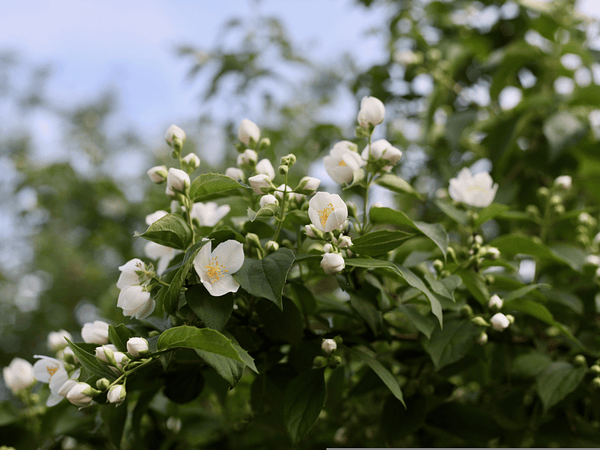 ¿Cómo cuidar el jazmín y cuál elegir?