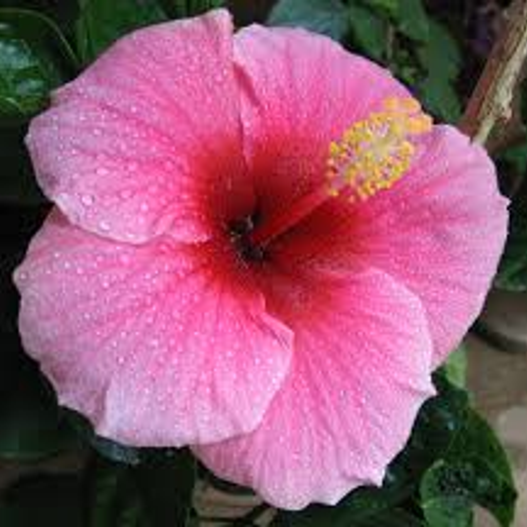 Hibiscus 8