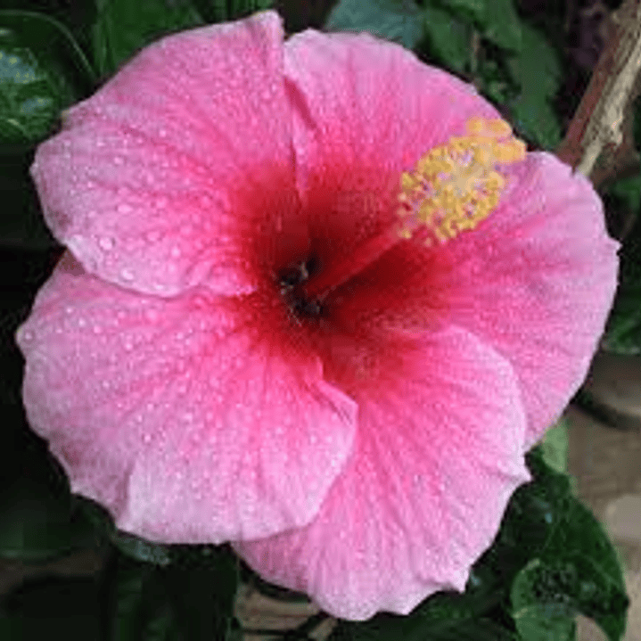Hibiscus 8