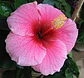 Hibiscus - Miniatura 8