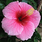 Hibiscus - Miniatura 8