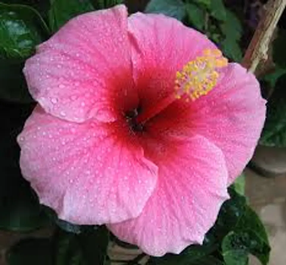 Hibiscus 8