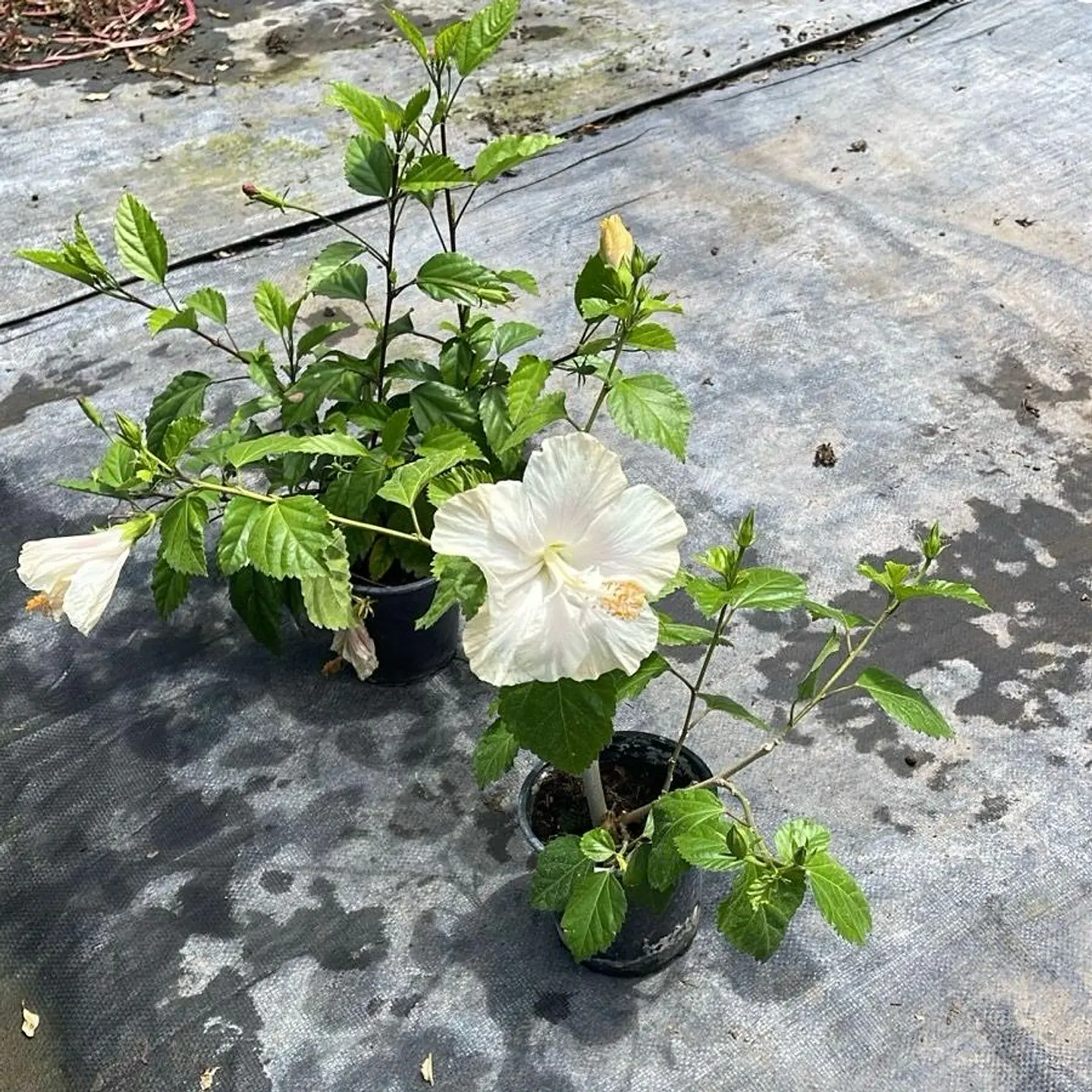 Hibiscus 9