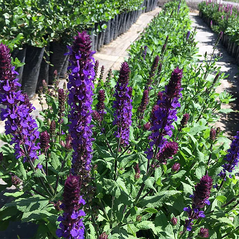 Salvia nemorosa azul
