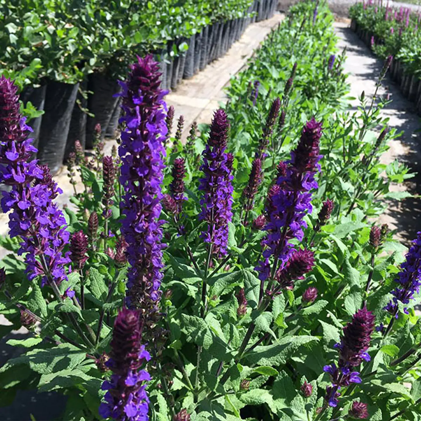 Salvia nemorosa azul 1