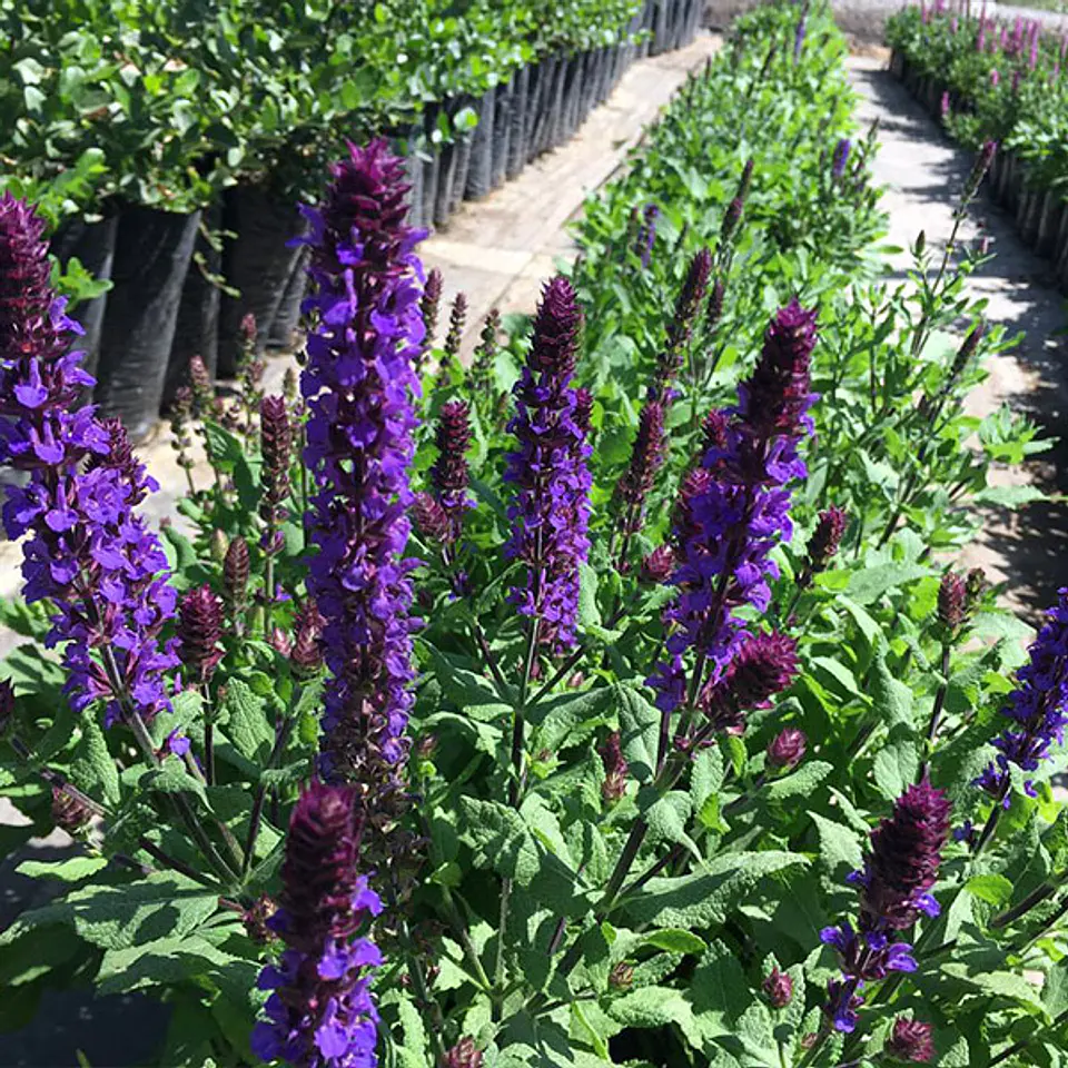 Salvia nemorosa azul 1